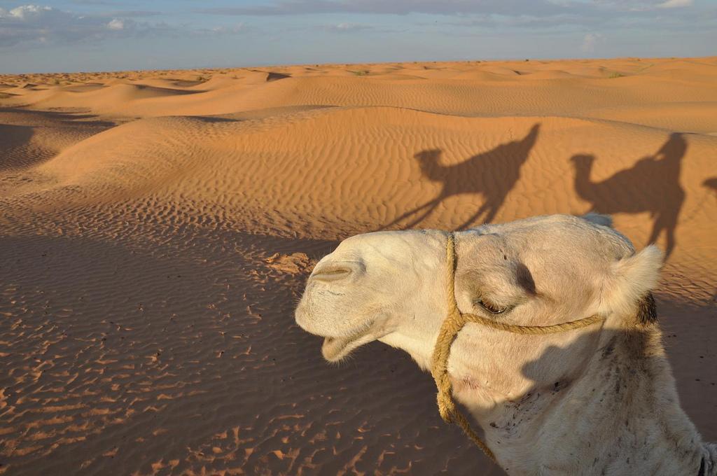 Safari program Po sledeh Berberov in počitnice na celinski Tuniziji